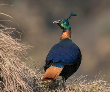 Monal Bird Watching In Chopta