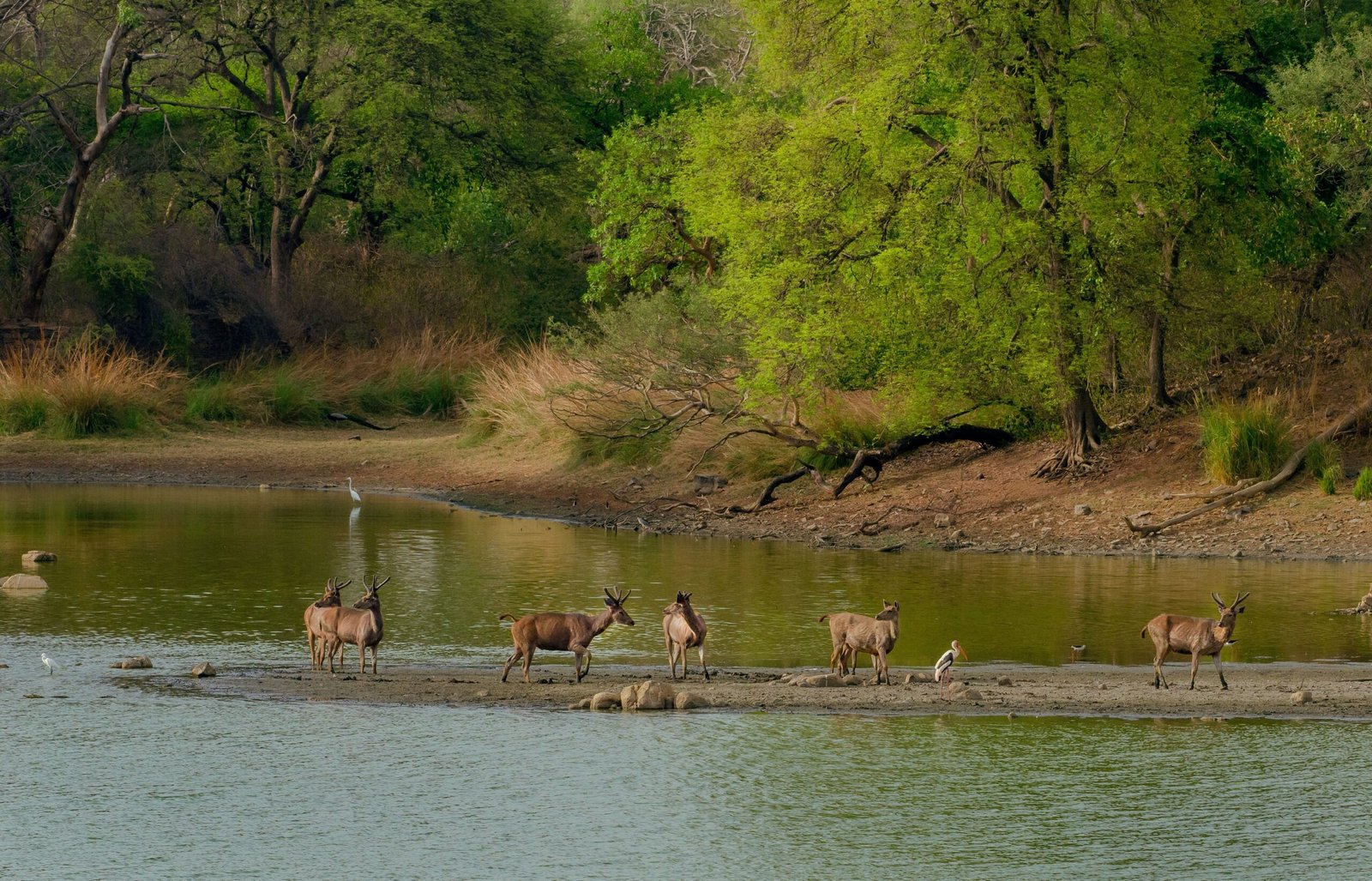 Kanchula Korak Musk Deer Sanctuary<br />
